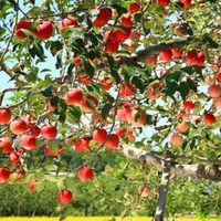 El éxito de los viveros en tu jardín: 3 trucos fáciles para que tus árboles frutales florezcan sin parar