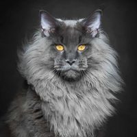 Curiosidades sobre el Maine Coon: el gato gigante más juguetón al que le encanta el agua y también "cantar"
