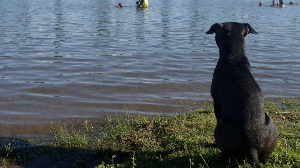 La costa del río Limay. Fuente: (Emiliano Ortiz)
