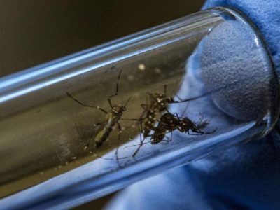 ¡Alarma en Córdoba! Avanza el dengue mientras el coronavirus no da tregua