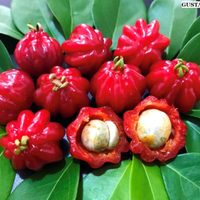 Pitanga: la planta milagrosa que crece sola en los jardines cuyas frutas y hojas tienen múltiples usos