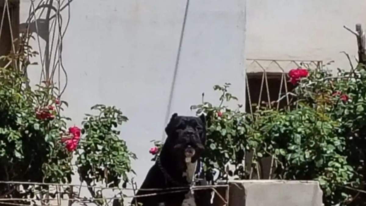 Para evitar una mordida del feroz animal, muchas personas optan por salir de la vereda y bajar a la calle. Fuente: (Instagram)