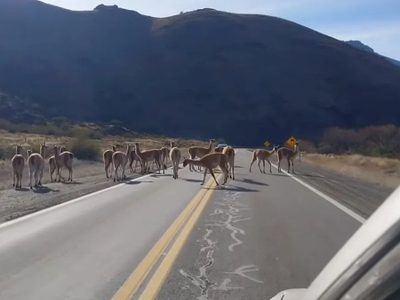 Guanacos sorprendieron a turistas que transitaban por la ruta 237