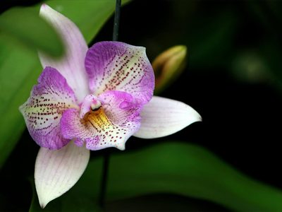 La exótica planta que es perfecta para regalarle a mamá en su día y cuyas flores tienen un significado según su color