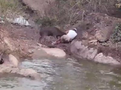 Frank Cuesta es atacado por un ciervo en su santuario de animales mientras grababa un directo