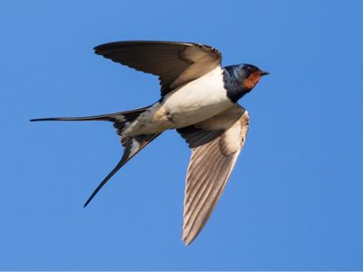 Curiosidades sobre las golondrinas, el pájaro que viaja miles de kilómetros y vuelve al mismo nido