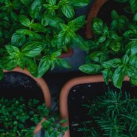 Con solo un puñado de arroz, hacé que tus plantas casi muertas revivan radiantes
