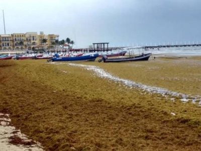 Advierten de daños al ecosistema por "masiva" llegada de sargazo al Caribe mexicano este año