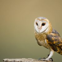 Curiosidades sobre la lechuza, el pájaro de hábitos nocturnos