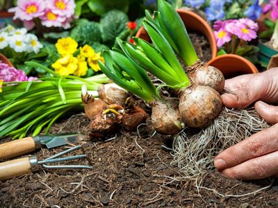 Qué plantas sembrar en tu jardín para tener flores y aromáticas todo el año