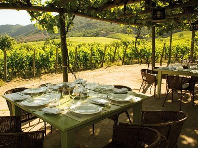 Las bodegas presentan protocolo para el Enoturismo