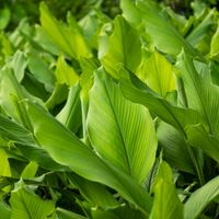 Conocé el valioso poder curativo de las hojas de la planta de Cúrcuma, perfecta para cultivar en casa
