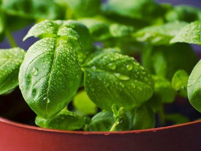 El secreto de los viveristas para mantener la planta de Albahaca siempre fresca y sana