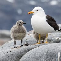 Curiosidades de las gaviotas, las aves de carácter fuerte que son símbolo de libertad