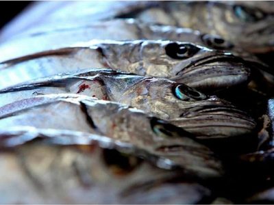 Pesca de merluza suspendida hasta julio: los motivos detrás de la veda y cómo afecta al sector