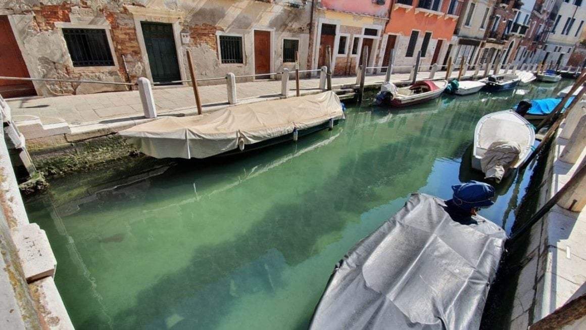 Agua limpia y peces en canales de Venecia. Fuente: (Twitter)