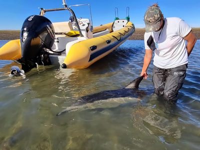 Emoción: las imágenes del rescate de un delfín varado en San Antonio Este