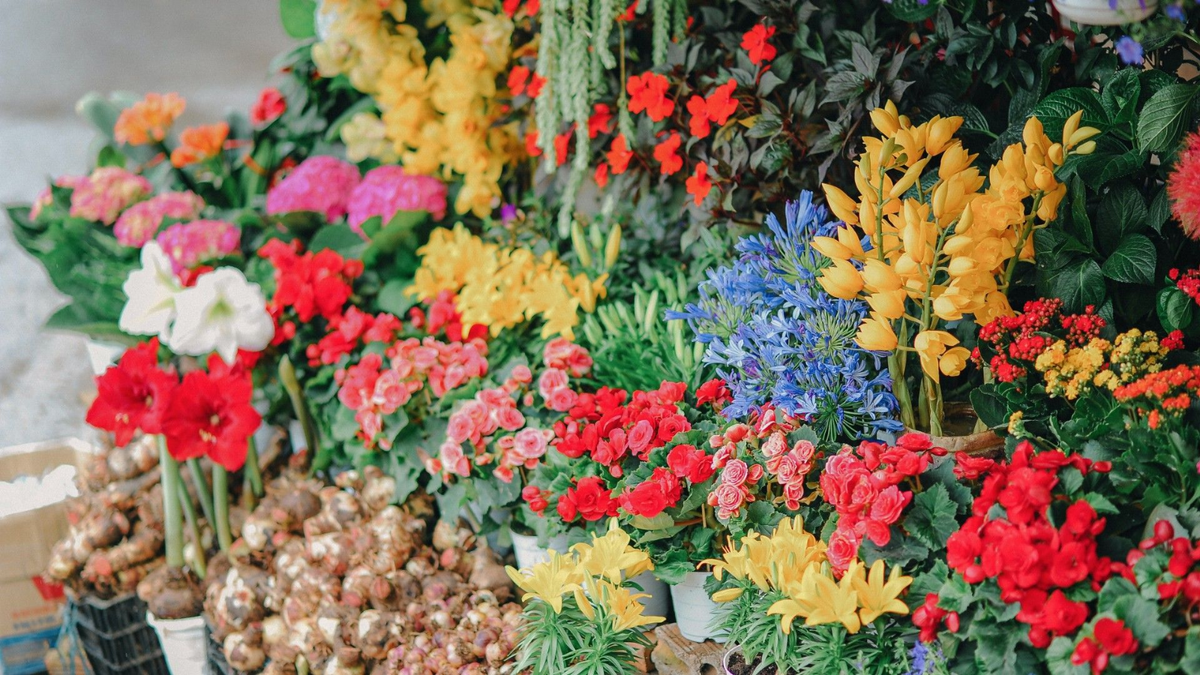 Plantas. Fuente: (Twitter)