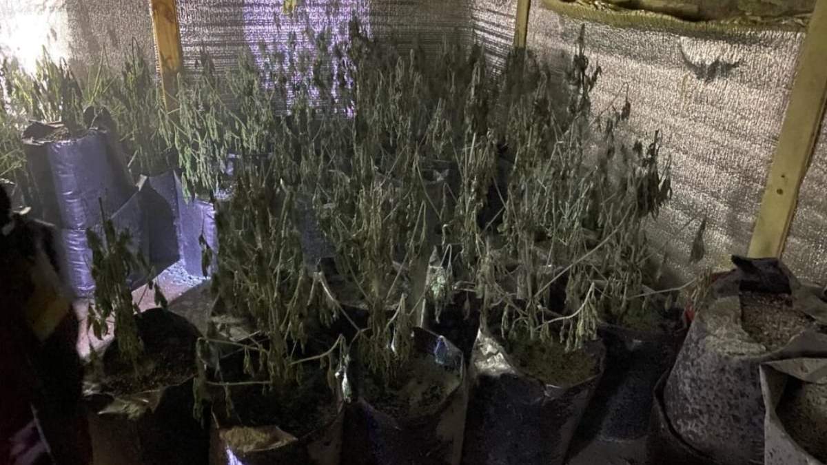 La plantación dentro de la vivienda en Centenario. Fuente: (Centenario Digital)