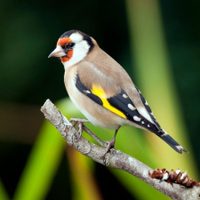 Curiosidades del jilguero, el pájaro que posee un canto único
