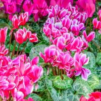 5 plantas con hermosas flores que toleran las heladas, van a llenar de color tu jardín en invierno