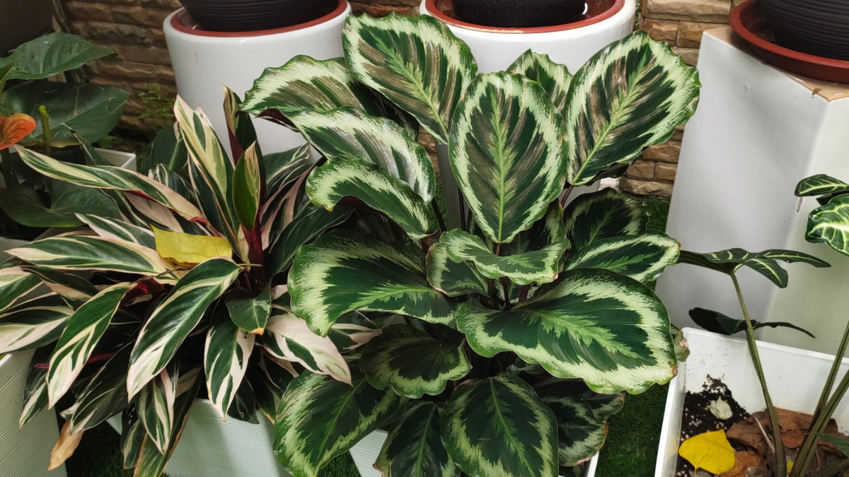 Plantas. Fuente: (Urbangreen Store)
