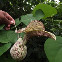 Si ya no sabés qué hacer para tener un lindo césped, conocé esta planta enredadera que es genial como cubresuelo