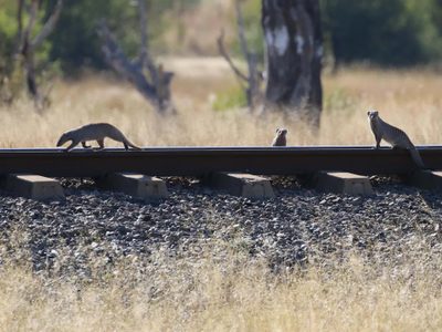 Un safari en Zimbabue, con un recorrido de 80 kilómetros en tren
