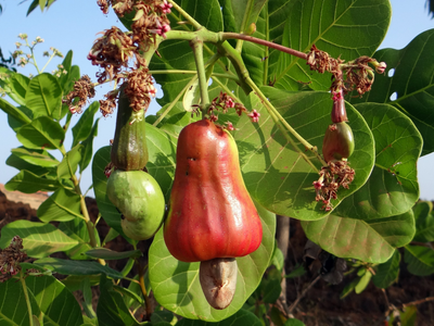 La frondosa planta que crece como árbol y tiene el fruto más rico y comestible