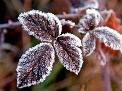 Prestá atención: 3 formas fáciles de cuidar tus plantas en invierno y evitar que se mueran con el frío