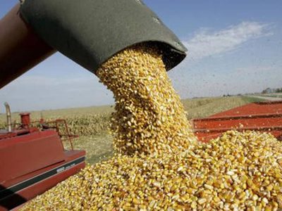El Gobierno nacional puso nuevos obstáculos a la ventas al exterior de maíz