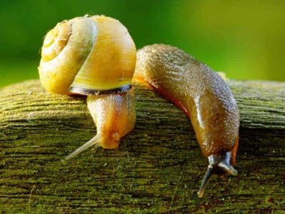 Se acerca la Primavera: así podés mantener los caracoles y babosas alejados de tu huerto o jardín