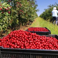 El campo español alerta por la falta de mano de obra debido al cierre de fronteras