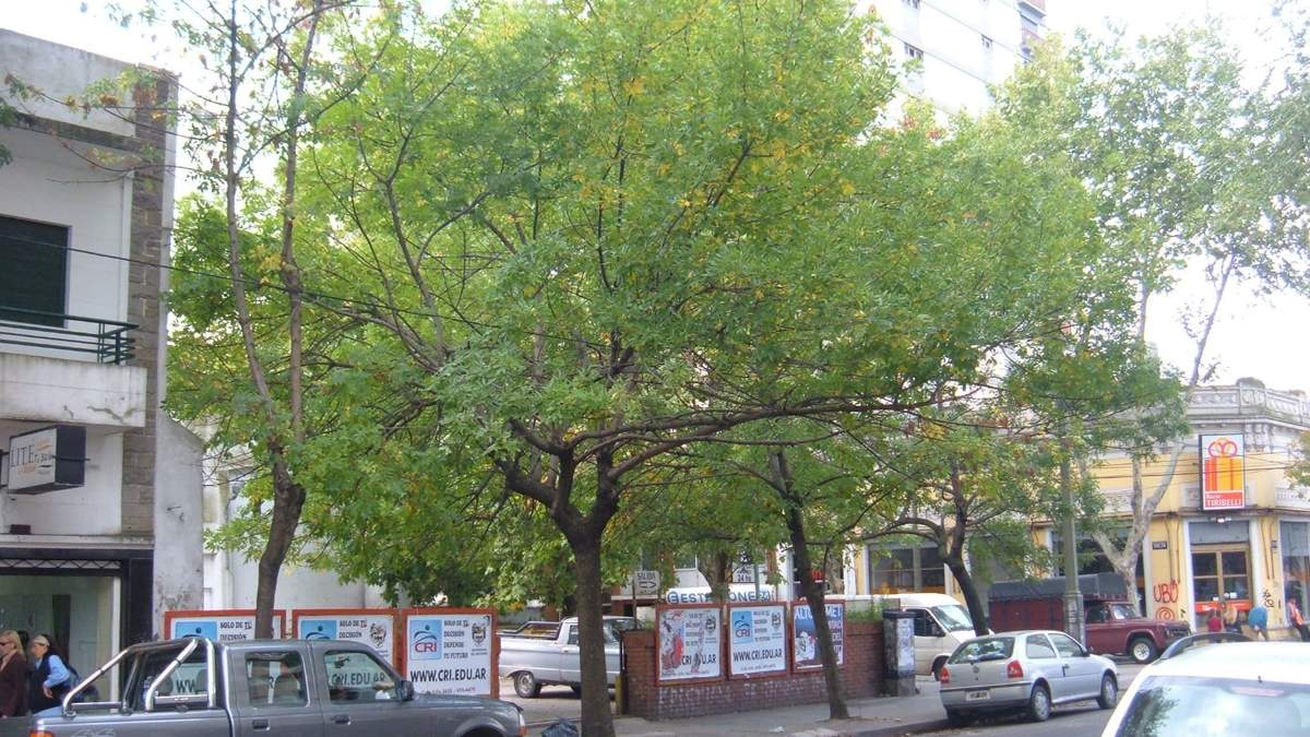 Árbol. Fuente: (Instagram)