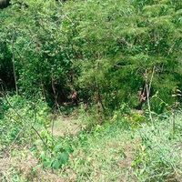 Mueren cuatro personas al caer su automóvil en una barranca en Oaxaca
