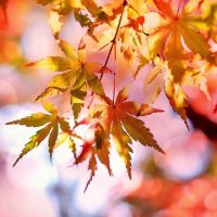 5 plantas que son team otoño y le darán vida a tu jardín por sus hermosas flores