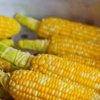 Estados Unidos vence a México en la disputa sobre el maíz transgénico