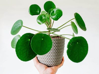 Llamativa y exótica: cómo cuidar tu planta china del dinero para que dé lindas hojas y flores