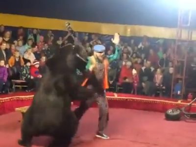 Se viraliza el ataque de un oso a su domador en un circo en Rusia (Video)