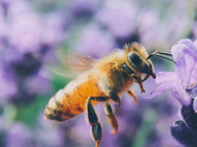 Con cosas que seguro tenés en tu cocina: cómo alejar a las abejas de tu jardín sin hacerles daño