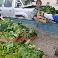 Donaron verduras a la sede de Cáritas en Plottier