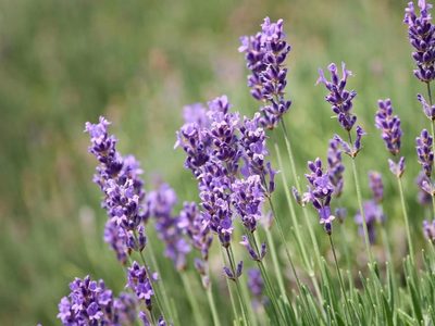 El truco de los viveros para reproducir tu planta de Lavanda y tener muchas más esta primavera