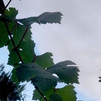 ¿Seguirán las lluvias en Mendoza? Esto dice el pronóstico