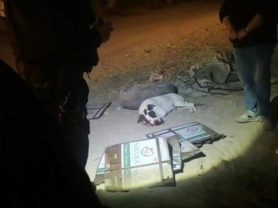 Perro muere en Sonora después de que menores de edad le arrojaron pirotecnia en el hocico