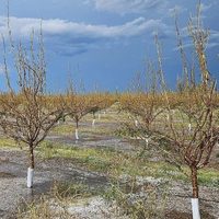 Alertas en Mendoza: descenso de la temperatura, vientos y tormentas