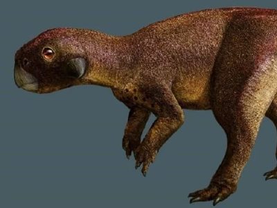 Descubrimiento en China: los dinosaurios también tenían una especie de ombligo