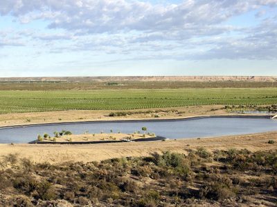 Los vinos que nacieron en el desierto pampeano