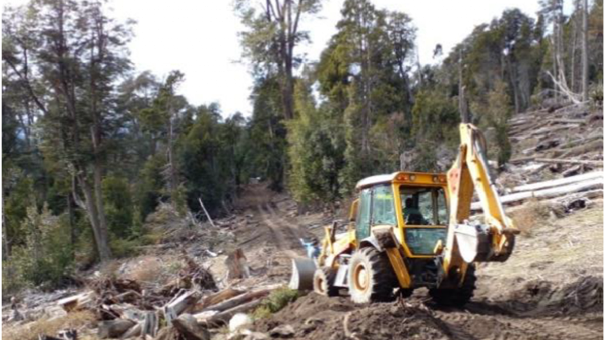 Multa millonaria para Cooperativa de Vivienda que destruyó un bosque nativo. Fuente: (Neuquén Informa)