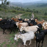 Alimentos solidarios: la propuesta del campo español