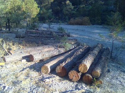Denuncian tala irregular en Sierra Tarahumara ante confinamiento por covid-19